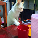 gato voz y ronroneo AI voice